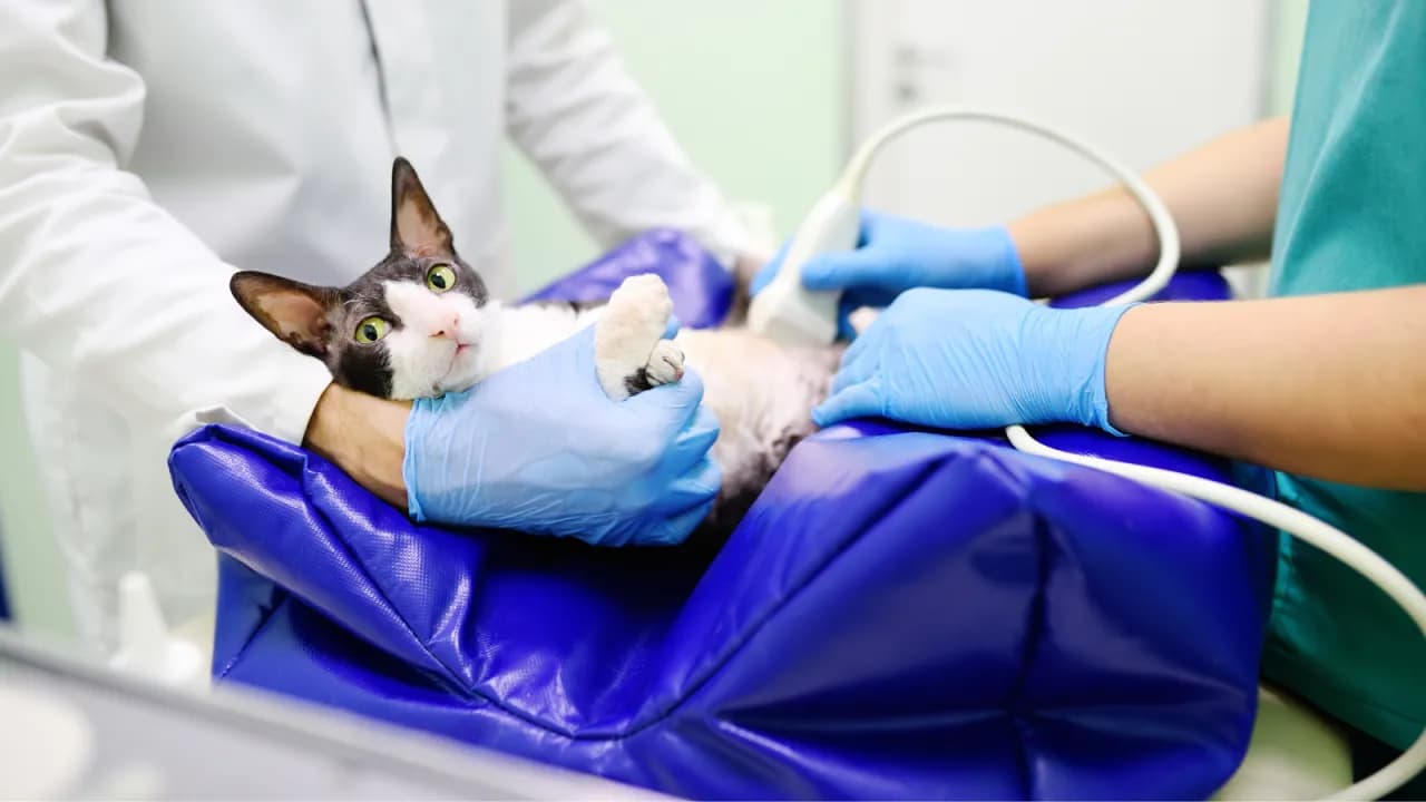 Ile czasu koty są w ciąży? Poznaj ważne fakty i opiekę nad kotką Ile czasu koty są w ciąży? Poznaj ważne fakty i opiekę nad kotką