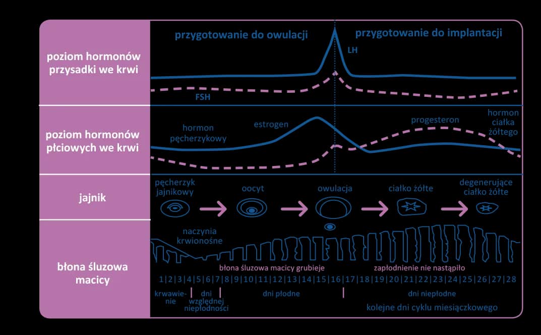 32 dzień cyklu objawy ciąży - co może oznaczać brak miesiączki?