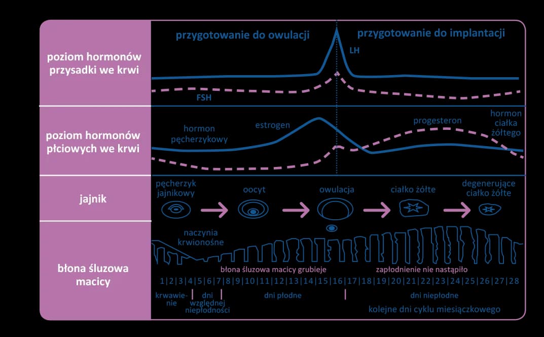 32 dzień cyklu objawy ciąży - co może oznaczać brak miesiączki?