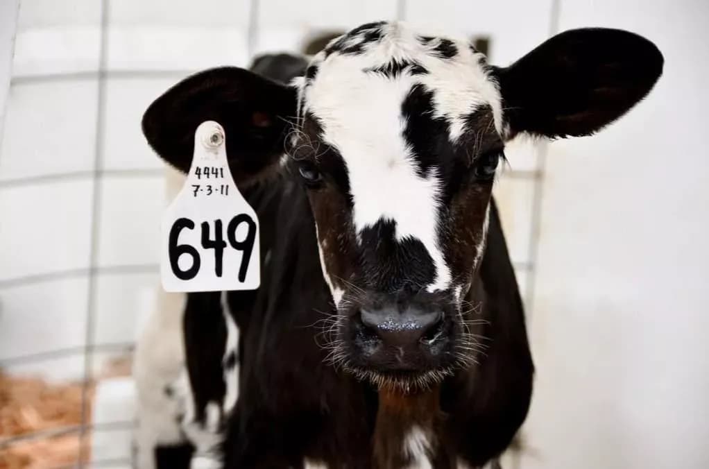 Jakie leki na zapalenie płuc u cieląt? Skuteczne metody leczenia