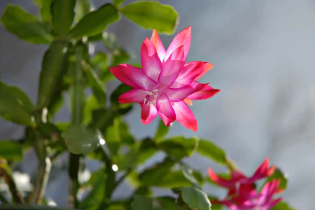 Jak dbać o grudnika - uniknij najczęstszych błędów w pielęgnacji