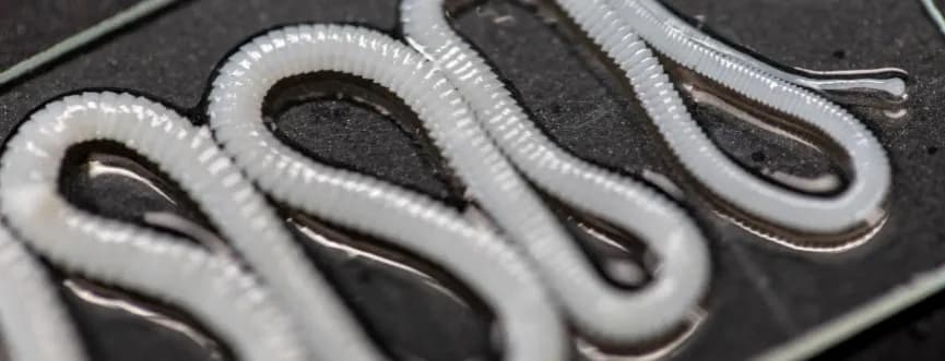 Tasiemiec objawy u człowieka – nie bagatelizuj tych sygnałów zdrowotnych